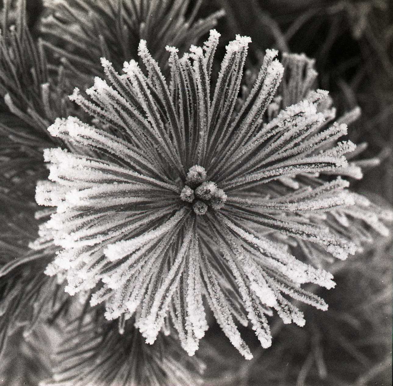 M 106 945: Tallplanta i rimfrost vid hagen, december 1960. Foto: Hilding Mickelsson©